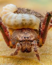 Image result for Vepris bachmannii