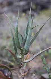 Image result for Aloe volkensii