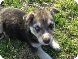 Maybe you would like to learn more about one of these? Fort Worth Tx German Shepherd Dog Meet Lexus A Pet For Adoption