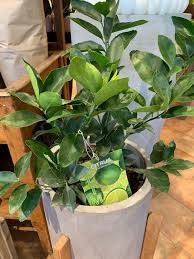 Healthy, mature plants · fedex direct to your home 10 Persian Lime Tree Flowers Talk Tivoli