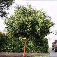 Where did strybing arboretum buy the marina tree? Arbutus Marina Standard At San Marcos Growers