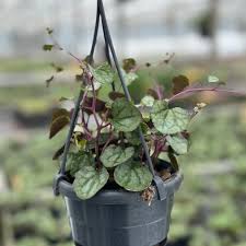 Image result for Mikaniopsis