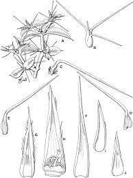 Image result for Centemopsis