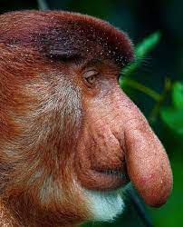 Funny Big Nose Monky Macacos Engracados Imagens De Animais Selvagens Orangotango