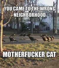 You Came To The Wrong Neighborhood Image Gallery List View Know Your Meme