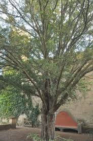 Choose your profile and discover all you can do in neventum! Teix De Can Macia Mapes De Patrimoni Cultural