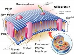Mikrofilamen adalah organel sel yang terbentuk dari protein aktin dan miosin. Lengkap Organel Sel Hewan Struktur Fungsi Dan Gambar
