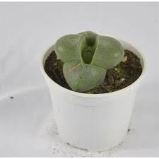 Nuove piante grasse a breve disponibili online see more of mondo piante on facebook Pianta Grassa Lithops O Della Pietra