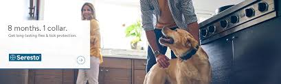 Dog Flea Tick Walmart Com