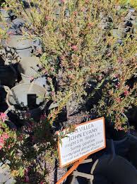 Welcome to lake ridge nursery, your local source for all your gardening, landscaping and horticultural needs. Cooroy Nursery 5 Lake Ridge Ct Lake Macdonald Qld 4563 Australia