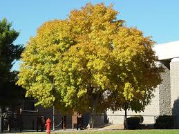 Image result for Fraxinus velutina