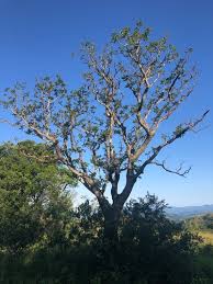 Image result for Erythrina × coddii