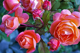 The flowers are very full and rounded at first, later opening up to shallow cups. Roses Garden Rose Westerland Shrub Rose Flowers Nature Orange Beautiful Flower Bloom Beautiful Color Pikist