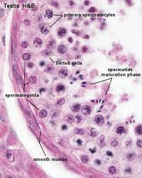 Maybe you would like to learn more about one of these? Testis Development Embryology