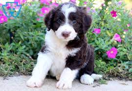 Peewee Bordoodle Puppy For Sale Keystone Puppies Bordoodle Puppies Puppies For Sale