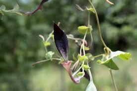 Image result for Aristolochia albida