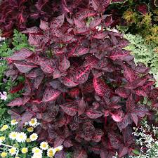 Image result for Iresine