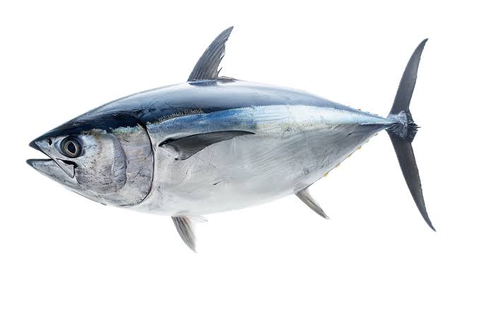 Jenis jenis Tuna - Bluefin Tuna