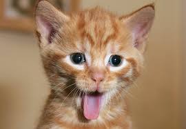 You can also change animals on the top left corner where there is a home button, click on it and you can choose what adorable animal you like. Funny Cat Wallpaper Funny Cat 2038x1409 Download Hd Wallpaper Wallpapertip