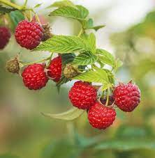 Less winter hardy than red raspberries. Thornless Varieties Of Raspberries Hunker Raspberry Plants Raspberry Tree Wild Strawberries