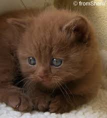 Cinnamon Kitten Recherche Google Kittens Cutest Cute Cats Pretty Cats