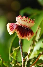 Image result for Napoleonaea angolensis