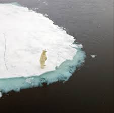 It is made using milk, cream and sugars as well as other added ingredients to increase the flavor. Global Warming Is Driving Polar Bears Toward Extinction Researchers Say The New York Times
