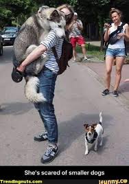 She Is Scared Of Small Dogs Funny Dogs Memes Funny Animals Funny Dogs Husky Funny