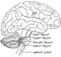 ‫مخيخ - ويكيبيديا‬‎