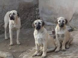 Kangal Yavrusu Fiyatlari 2020 Satilik Kangal Fiyatlari Ve Ilanlari Kangal Dunyasi 05443471021