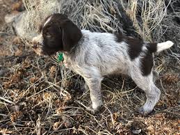 Maybe you would like to learn more about one of these? Puppies For Sale Rocky Mountain Griffons Wirehaired Pointing Griffon