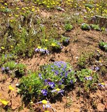 Image result for Aptosimum procumbens