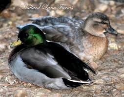 Call Ducks Mallard Lane Farms Duck And Ducklings Duck Breeds Duck Species