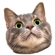 Cat Secret Code