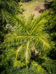 Image result for Roystonea oleracea