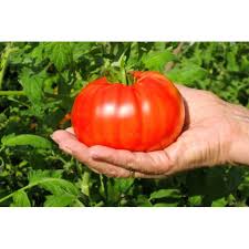Five controllable factors are essential for successfully growing tomato plants in containers. Beefsteak Tomato Plant Two 2 Live Plants Not Seeds Each 5 To 7 Tall In 3 5 Pots Walmart Com Walmart Com