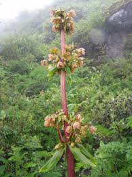 Image result for Swertia