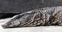 Black roughneck monitor for sale. Roughneck Monitor Wikipedia