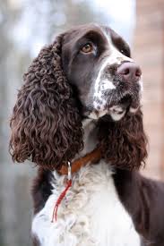 Maybe you would like to learn more about one of these? English Springer Spaniel Google Search English Springer Spaniel Spaniel Puppies Springer Spaniel