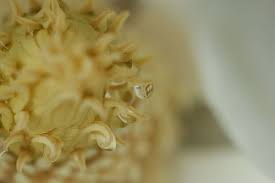 Magnolia Reflection Magnolia Flower Food Magnolia