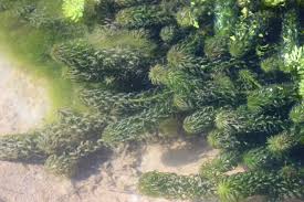 Image result for Lagarosiphon major