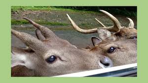 Maybe you would like to learn more about one of these? Some Deer Eat Carrots Youtube