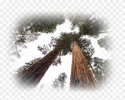 The most common redwood silhouette material is metal. Redwood Tree Png Winter Aid Clipart 5570460 Pikpng