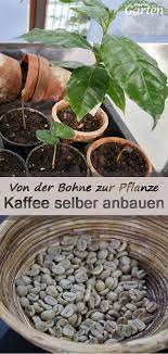 Kaffee Auf Der Fensterbank Kaffeepflanze Pflanzen Mdr Garten