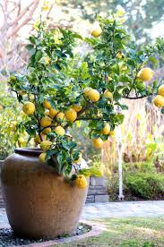Its fruit is very tart, not good eaten raw, but delicious when made into faux lemonade or marmalade. Container Gardening How To Grow Lemon Tree In Pot White On Rice Coupl