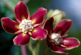 Image result for Mondia ecornuta