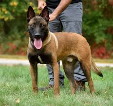 pin on dogs