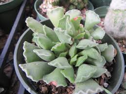 Image result for Crassulaceae