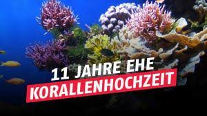 11 Hochzeitstag Korallenhochzeit Geschenkidee Feier Bedeutung