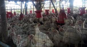 There are many different strains, but the most commonly seen. Bird Flu Confirmed In Delhi Samples Test Positive